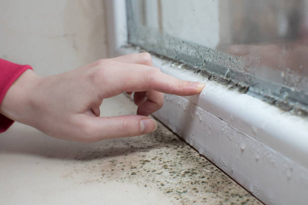 Best Mold Removal for HVAC Installations  in Waterville, NY